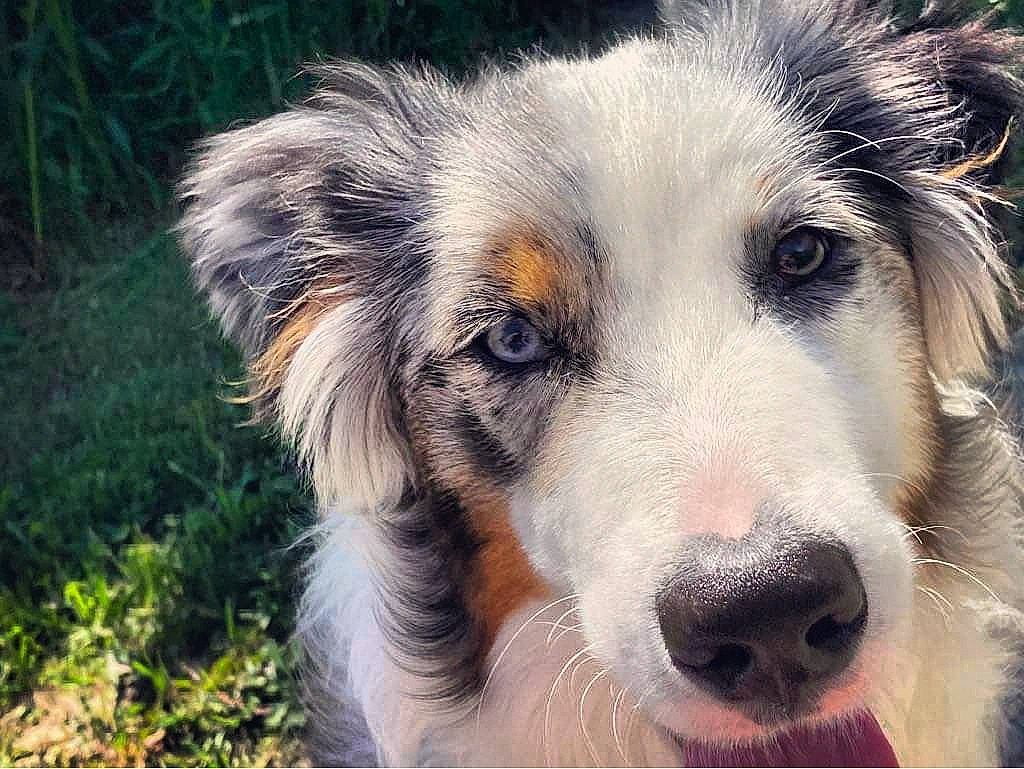 Kora Aurora is registered to the contest to win money with this photo: ancient_dog_breeds, canidae, carnivore, companion_dog, dog, dog_breed, fur, grass, herding_dog, plant, snout, sporting_group, terrestrial_animal, tree, whiskers, wildlife, working_dog