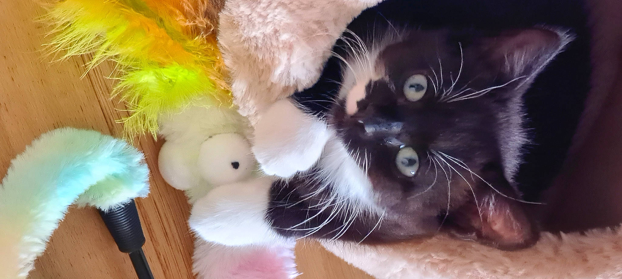 Bruce joined the competition — help win amazing prizes! carnivore, cat, cat_toy, claw, domestic_short_haired_cat, fawn, felidae, foot, fur, mammal, paw, small_to_medium_sized_cats, stuffed_toy, tail, thai, toy, vertebrate, whiskers