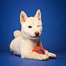 dog, puppy, cream_coat, white_fur, winking, animal_portrait, studio, blue_background, lying_down, toy_ball, striped_ball, paws, upright_ears, curled_tail, fluffy, cute, playful, pet, photography, watermark