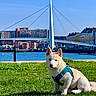 Seïza a rejoint le concours — aidez-le/la à gagner de superbes lots ! dog, puppy, cream-colored, sitting, outdoor, grass, waterfront, bridge, cable_stayed_bridge, cityscape, blue_sky, sunny, daylight, harness, portrait, pet, animal, water, urban, landscape