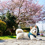 Seïza participe au concours pour gagner de l'argent avec cette photo : dog, white_dog, fluffy, lying_down, blue_harness, outdoor, sidewalk, street, cherry_blossoms, spring, parkway, residential_area, sunlight, grass, trees, shrubs, urban, pet, animal_portrait, peaceful