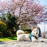 dog, white_dog, fluffy, lying_down, blue_harness, outdoor, sidewalk, street, cherry_blossoms, spring, parkway, residential_area, sunlight, grass, trees, shrubs, urban, pet, animal_portrait, peaceful