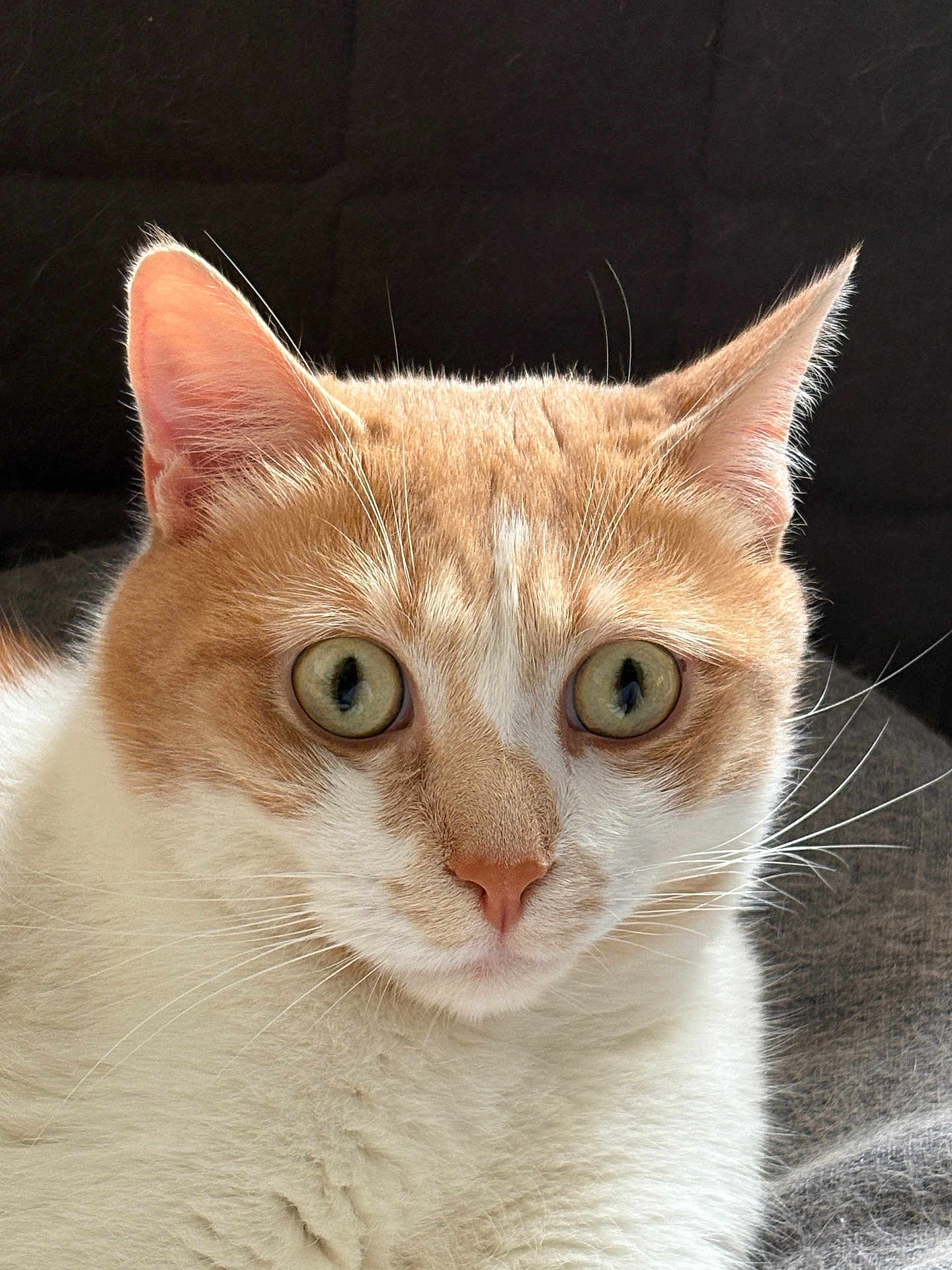 Harley a rejoint le concours — aidez-le/la à gagner de superbes lots ! cat, orange_and_white, close_up, animal, pet, whiskers, ears, eyes, face, fur, indoor, cozy, portrait, feline, curious, sitting, domestic_cat, soft_texture, background, gray_fabric