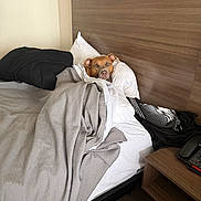 Gorgoues is registered to the contest to win money with this photo: dog, bed, blanket, pillow, headboard, indoor, resting, brown_dog, wooden_furniture, comfort, cozy, canine, pet, relaxing, sleepy, domestic, furniture, room, textile, household