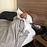 dog, bed, blanket, pillow, headboard, indoor, resting, brown_dog, wooden_furniture, comfort, cozy, canine, pet, relaxing, sleepy, domestic, furniture, room, textile, household