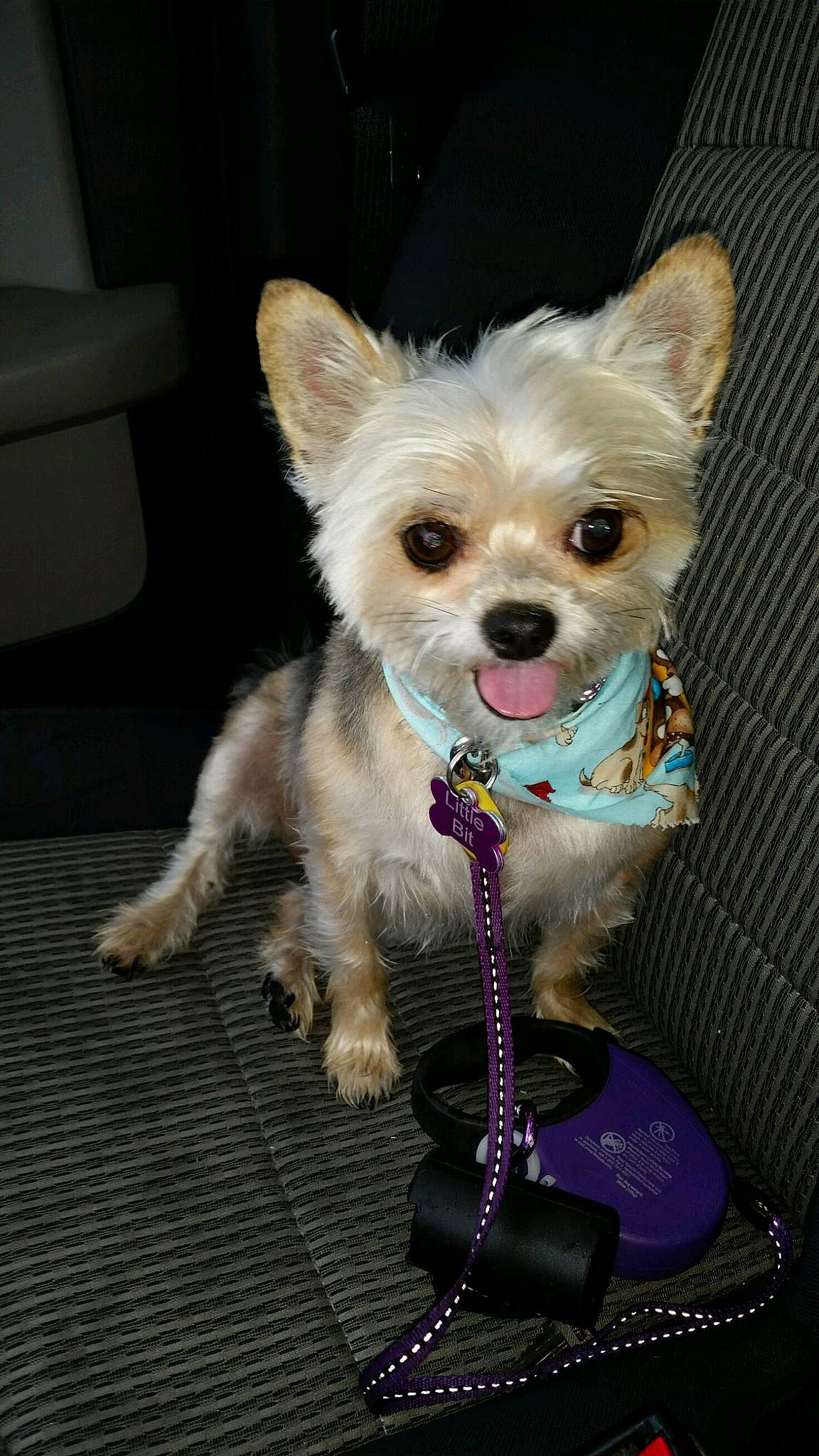 Littlebit is registered to the contest to win money with this photo: carnivore, chihuahua, collar, companion_dog, corgi_chihuahua, dog, dog_breed, dog_clothes, dog_collar, dog_supply, fashion_accessory, fawn, fur, party_hat, pet_supply, small_terrier, sporting_group, toy_dog, whiskers, working_animal