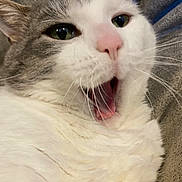 Jasper is registered to the contest to win money with this photo: animal, cat, close_up, cute, domestic_animal, fabric, feline, fur, gray_fur, green_eyes, indoor, pet, pink_nose, portrait, resting, surprised, texture, whiskers, white_fur, yawning