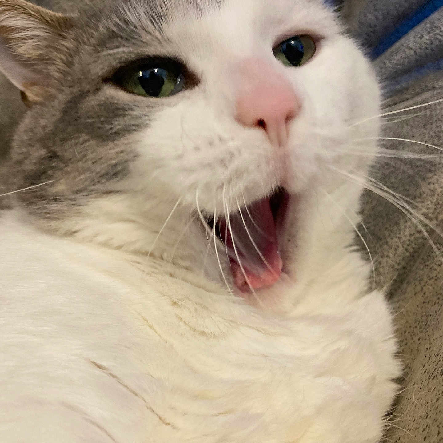 Jasper