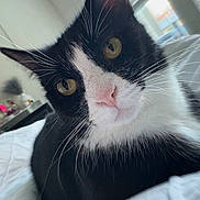 Paloma is registered to the contest to win money with this photo: animal, bed, black_and_white, cat, close_up, cute, domestic, feline, fur, indoor, mammal, pet, pink_nose, portrait, relaxed, resting, soft_light, whiskers, window, yellow_eyes