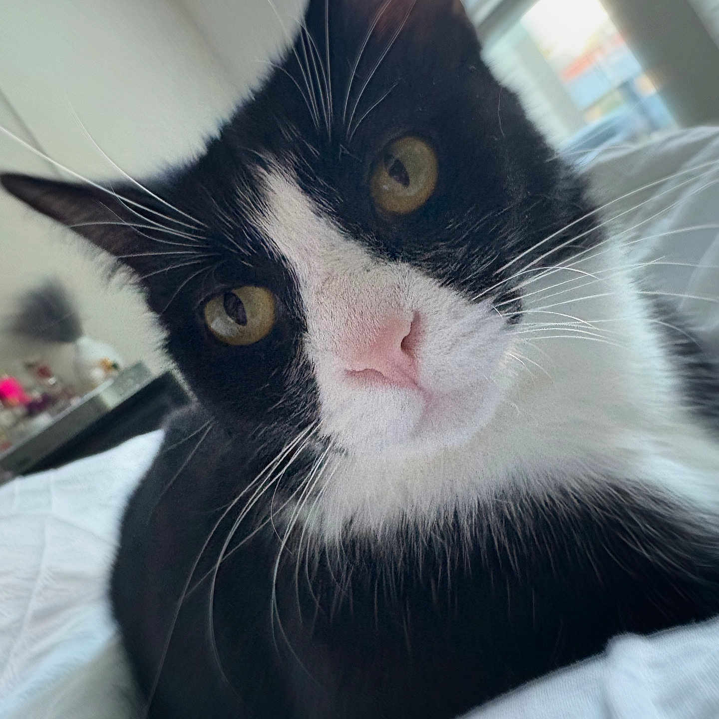 Paloma