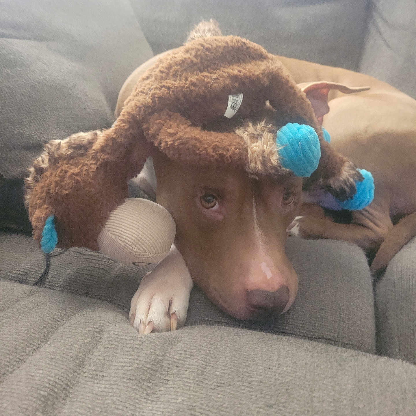 Donald Thomas joined the competition — help win amazing prizes! animal, blue_accents, brown_dog, couch, cozy, cute, dog, ears, expression, fur, gray_couch, home, indoor, paw, pet, plush_hat, relaxed, resting, soft_texture, toy