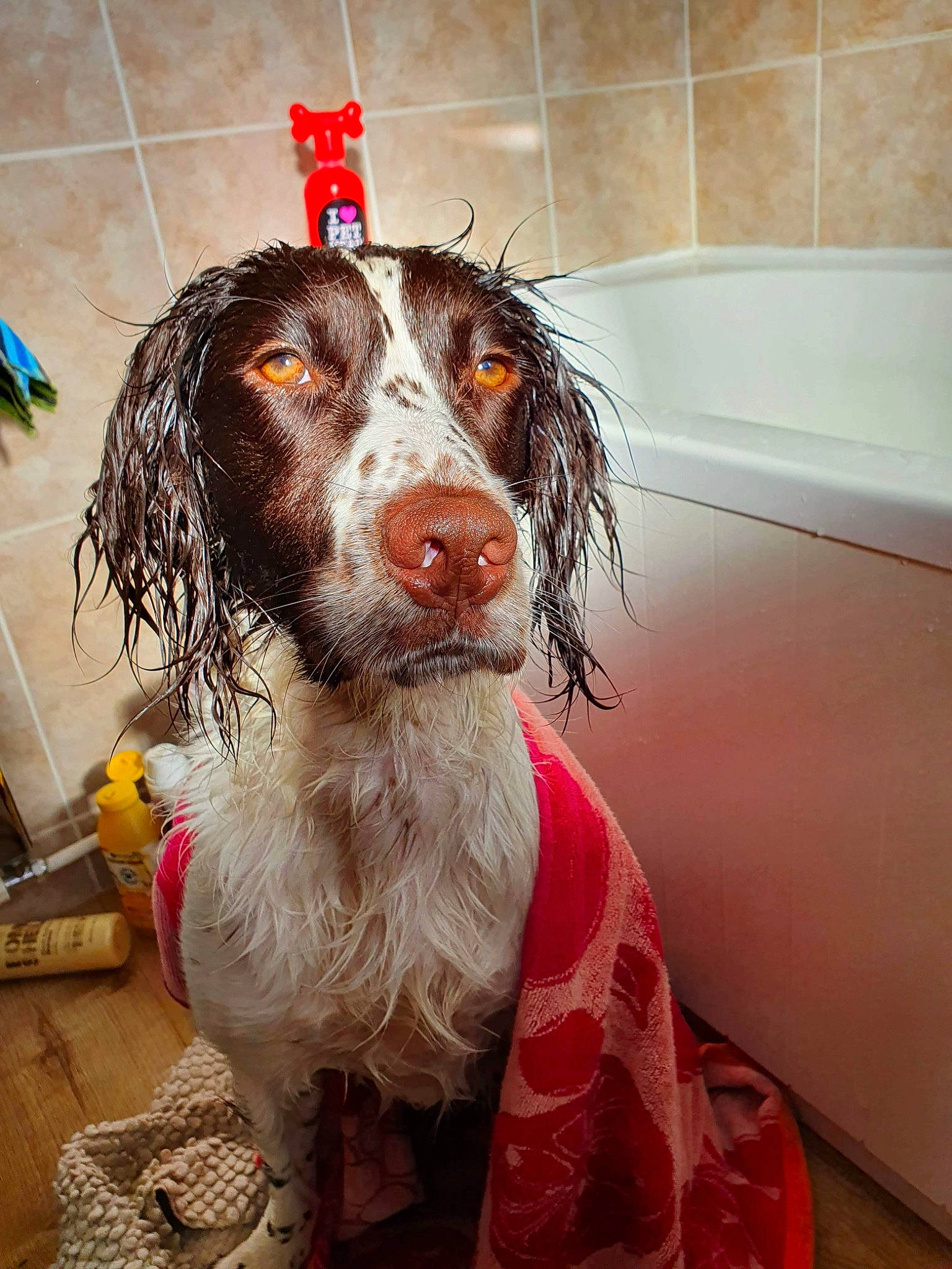 Ella joined the competition — help win amazing prizes! bathroom, bathtub, canidae, carnivore, cocker_spaniel, companion_dog, dog, dog_breed, dog_collar, fur, gun_dog, liver, plumbing, pont_audemer_spaniel, snout, spaniel, sporting_group, water_dog, whiskers, working_animal