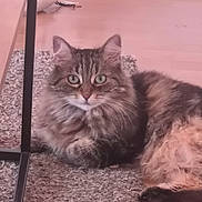 Gabby a rejoint le concours — aidez-le/la à gagner de superbes lots ! animal, carpet, cat, cozy, curious, ears, feline, floor, fluffy, furniture_leg, green_eyes, home, indoor, looking_at_camera, lying_down, pet, relaxed, rug, tabby, whiskers