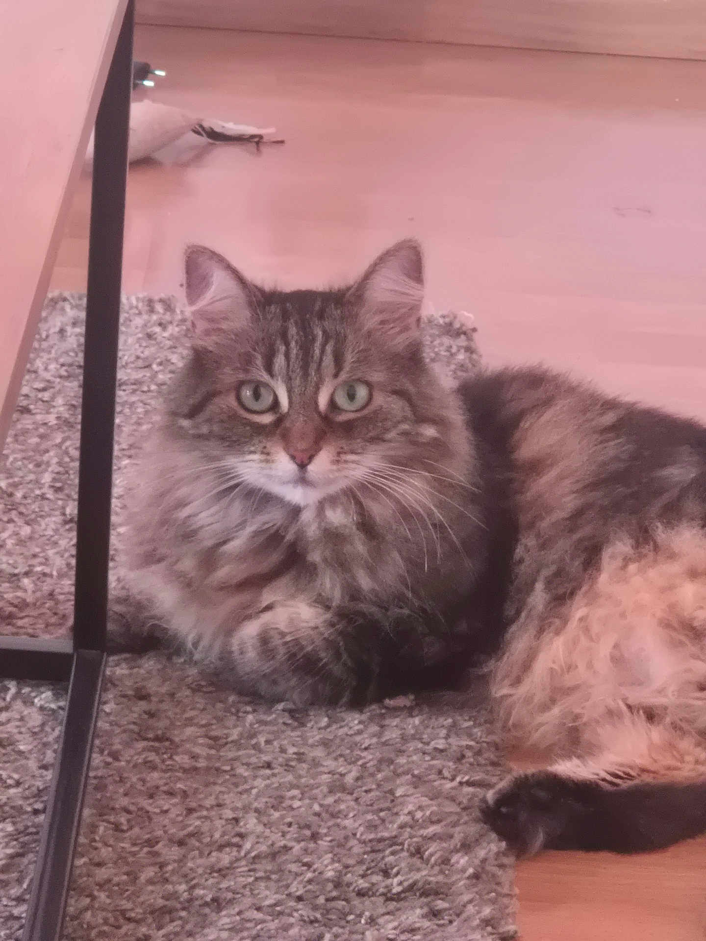 Gabby