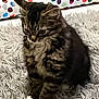 cat, kitten, tabby, fur, carpet, rug, indoor, pet, animal, cute, small, sitting, feline, whiskers, ears, paws, colorful, pillow, pattern, home