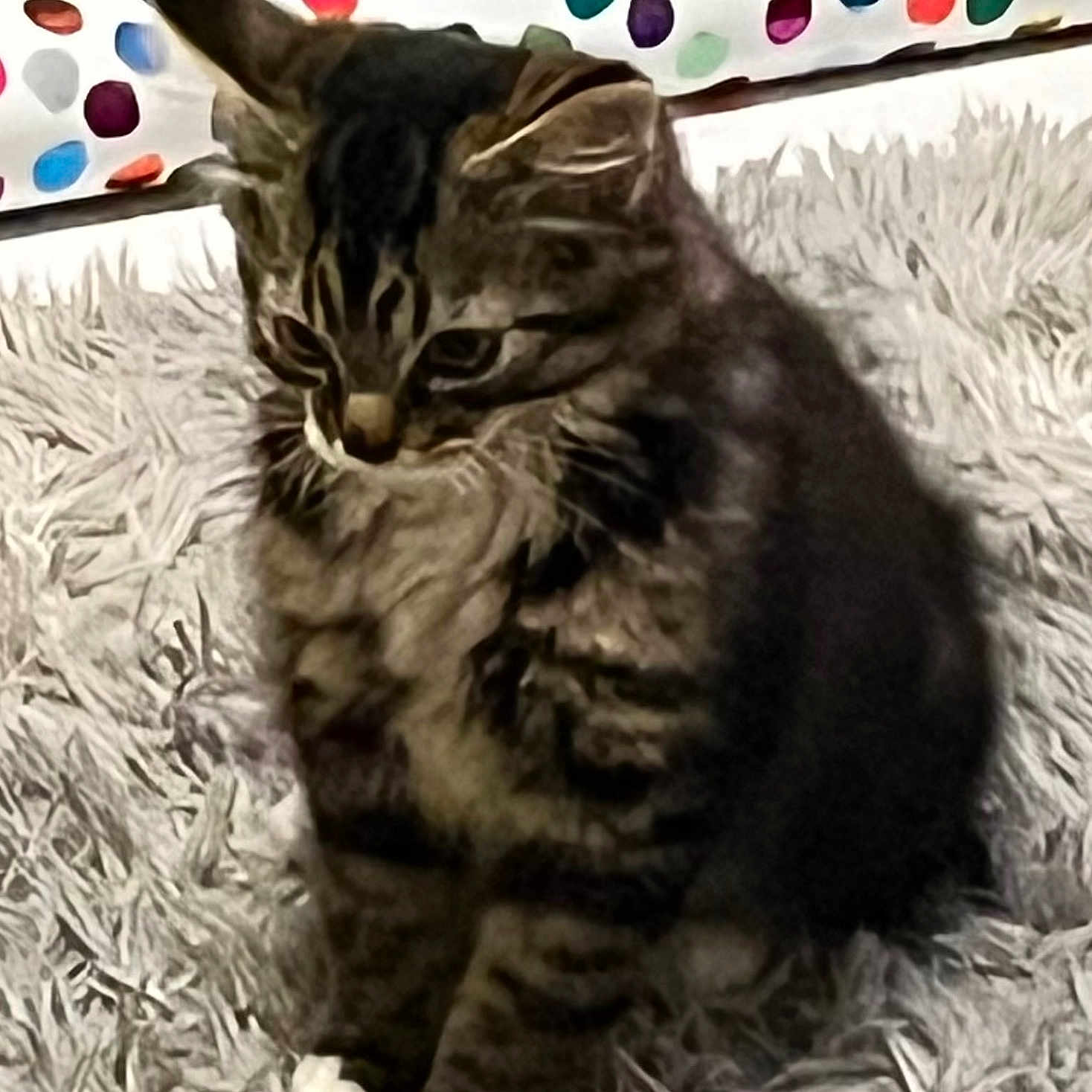 Luna joined the competition — help win amazing prizes! animal, carpet, cat, colorful, cute, ears, feline, fur, home, indoor, kitten, pattern, paws, pet, pillow, rug, sitting, small, tabby, whiskers