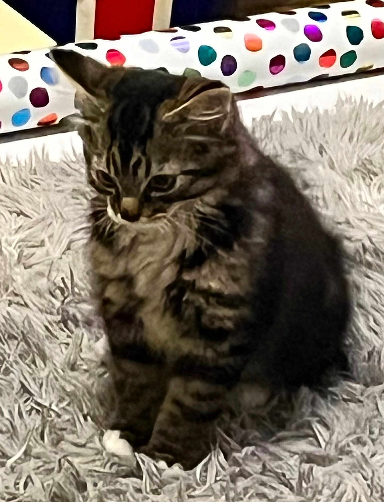 Luna joined the competition — help win amazing prizes! cat, kitten, tabby, fur, carpet, rug, indoor, pet, animal, cute, small, sitting, feline, whiskers, ears, paws, colorful, pillow, pattern, home