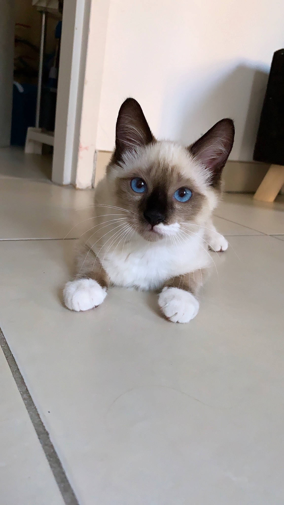 Perceval participe au concours pour gagner de l'argent avec cette photo : balinese, birman, carnivore, cat, domestic_short_haired_cat, eye, fawn, felidae, iris, kitten, mammal, ojos_azules, ragdoll, siamese, small_to_medium_sized_cats, snowshoe, thai, tonkinese, vertebrate, whiskers