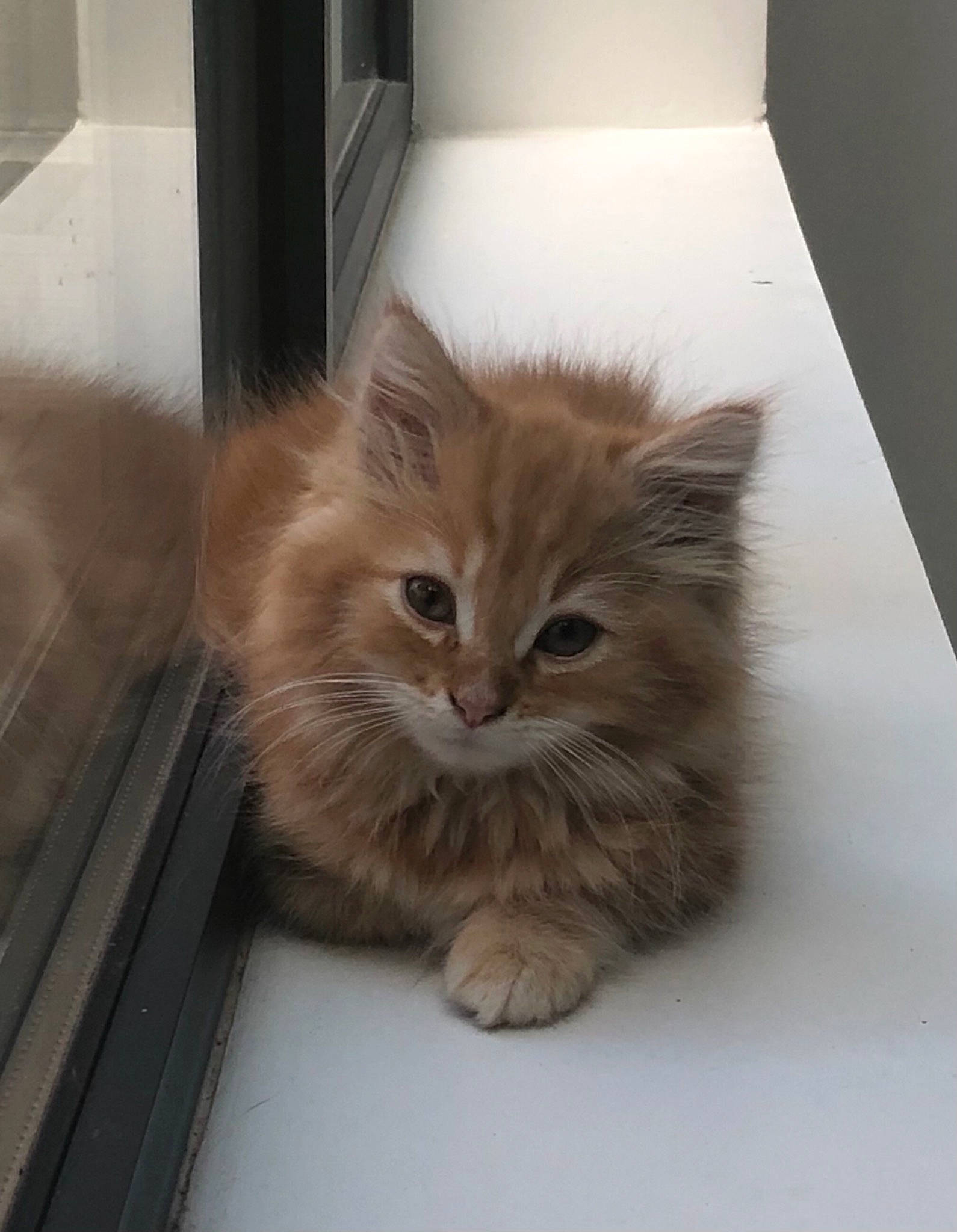 Suki a rejoint le concours — aidez-le/la à gagner de superbes lots ! box, british_longhair, carnivore, cat, claw, comfort, eye, fawn, felidae, flooring, fur, hardwood, iris, paw, small_to_medium_sized_cats, snout, tail, terrestrial_animal, whiskers, wood