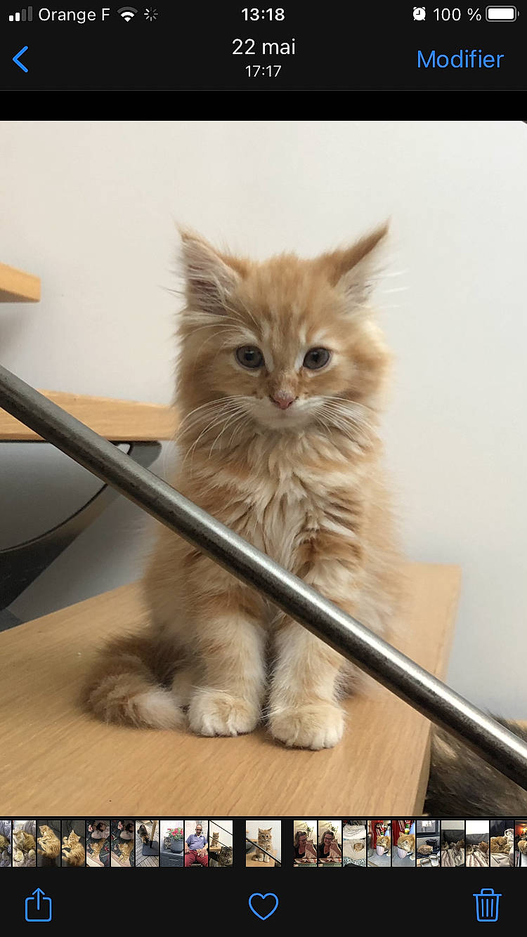 Suki participe au concours pour gagner de l'argent avec cette photo : box, british_longhair, carnivore, cat, claw, companion_dog, domestic_short_haired_cat, fawn, felidae, flooring, fur, paw, persian, ragdoll, screenshot, small_to_medium_sized_cats, snout, tail, terrestrial_animal, whiskers