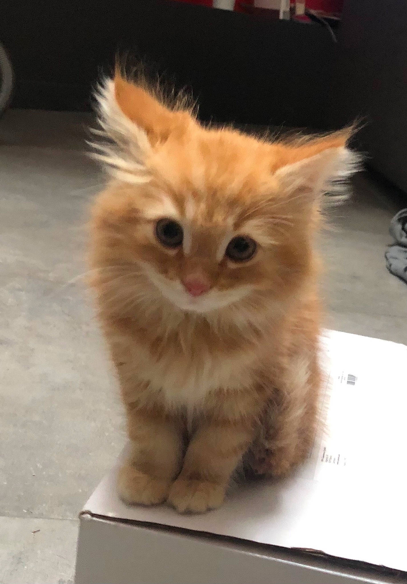 Suki participe au concours pour gagner de l'argent avec cette photo : box, cardboard, carnivore, cat, claw, domestic_short_haired_cat, fawn, felidae, flooring, fur, paw, photo_caption, small_to_medium_sized_cats, snout, tail, whiskers