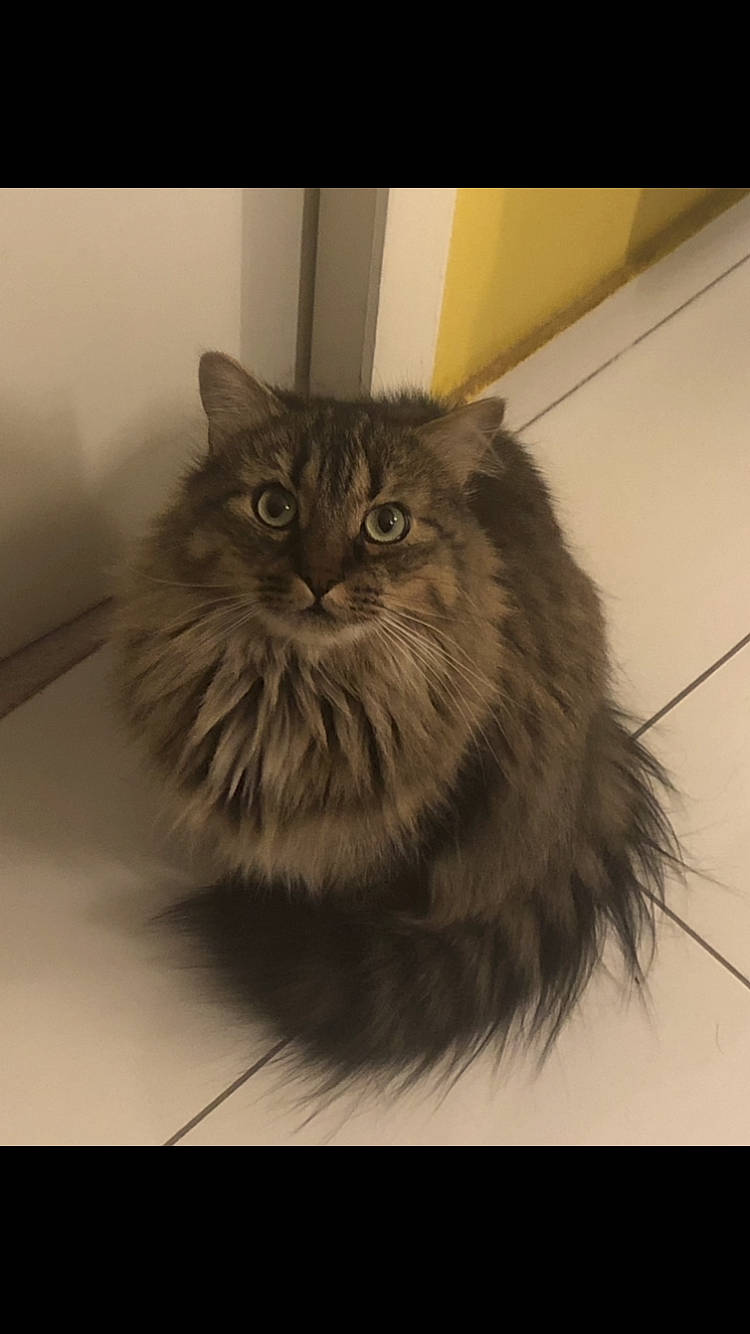 Nesty participe au concours pour gagner de l'argent avec cette photo : british_longhair, carnivore, cat, felidae, flooring, fur, grey, monochrome_photography, persian, small_to_medium_sized_cats, snout, terrestrial_animal, whiskers