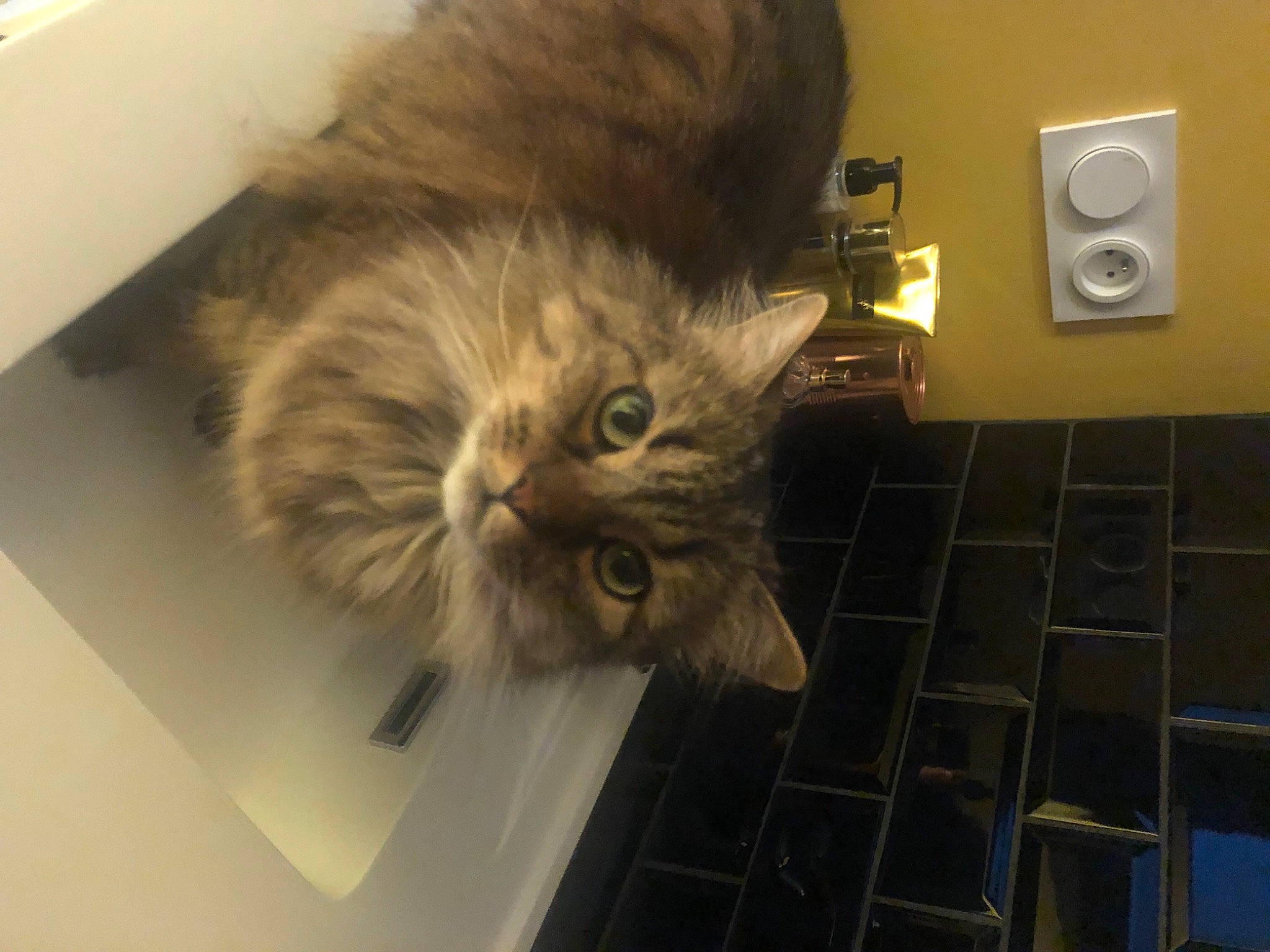 Nesty participe au concours pour gagner de l'argent avec cette photo : box, british_longhair, carnivore, cat, circle, comfort, domestic_short_haired_cat, felidae, fur, home_appliance, maine_coon, output_device, paw, portable_media_player, room, small_to_medium_sized_cats, tail, wall_plate, whiskers