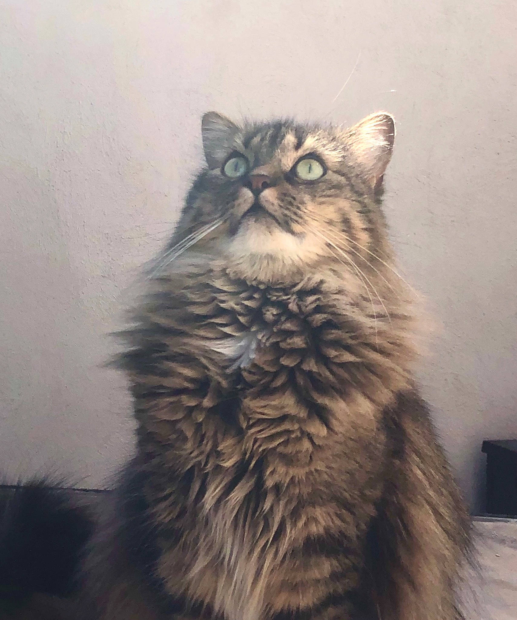 Nesty participe au concours pour gagner de l'argent avec cette photo : carnivore, cat, domestic_short_haired_cat, eye, felidae, fur, grey, hair, maine_coon, monochrome, monochrome_photography, paw, sitting, small_to_medium_sized_cats, snout, tail, terrestrial_animal, whiskers, wildlife, window