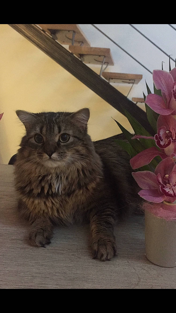Nesty a rejoint le concours — aidez-le/la à gagner de superbes lots ! annual_plant, artificial_flower, carnivore, cat, domestic_short_haired_cat, felidae, flower, flower_arranging, flowerpot, fur, grey, herbaceous_plant, houseplant, petal, plant, small_to_medium_sized_cats, terrestrial_animal, vase, whiskers, wood
