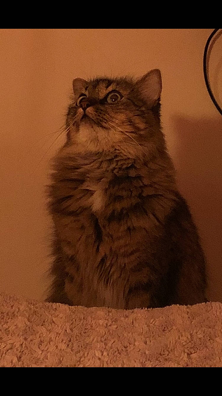 Nesty participe au concours pour gagner de l'argent avec cette photo : british_longhair, carnivore, cat, domestic_short_haired_cat, fawn, felidae, fur, landscape, plant, small_to_medium_sized_cats, snout, soil, tail, terrestrial_animal, whiskers, window, wood