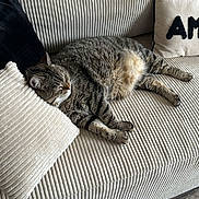Grizzly participe au concours pour gagner de l'argent avec cette photo : cat, tabby_cat, sleeping, couch, sofa, cushion, pillows, indoor, furniture, home, cozy, resting, pet, striped_fur, relaxation, wood_floor, living_room, domestic_animal, animal, comfort
