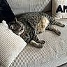 cat, tabby_cat, sleeping, couch, sofa, cushion, pillows, indoor, furniture, home, cozy, resting, pet, striped_fur, relaxation, wood_floor, living_room, domestic_animal, animal, comfort