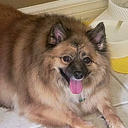 Esmeralda Or Ezzie is registered to the contest to win money with this photo: dog, pet, canine, fur, tongue, happy, indoor, tile_floor, water_bowl, animal, mammal, ears, paws, mouth, nose, resting, cute, companion, domestic, friendly