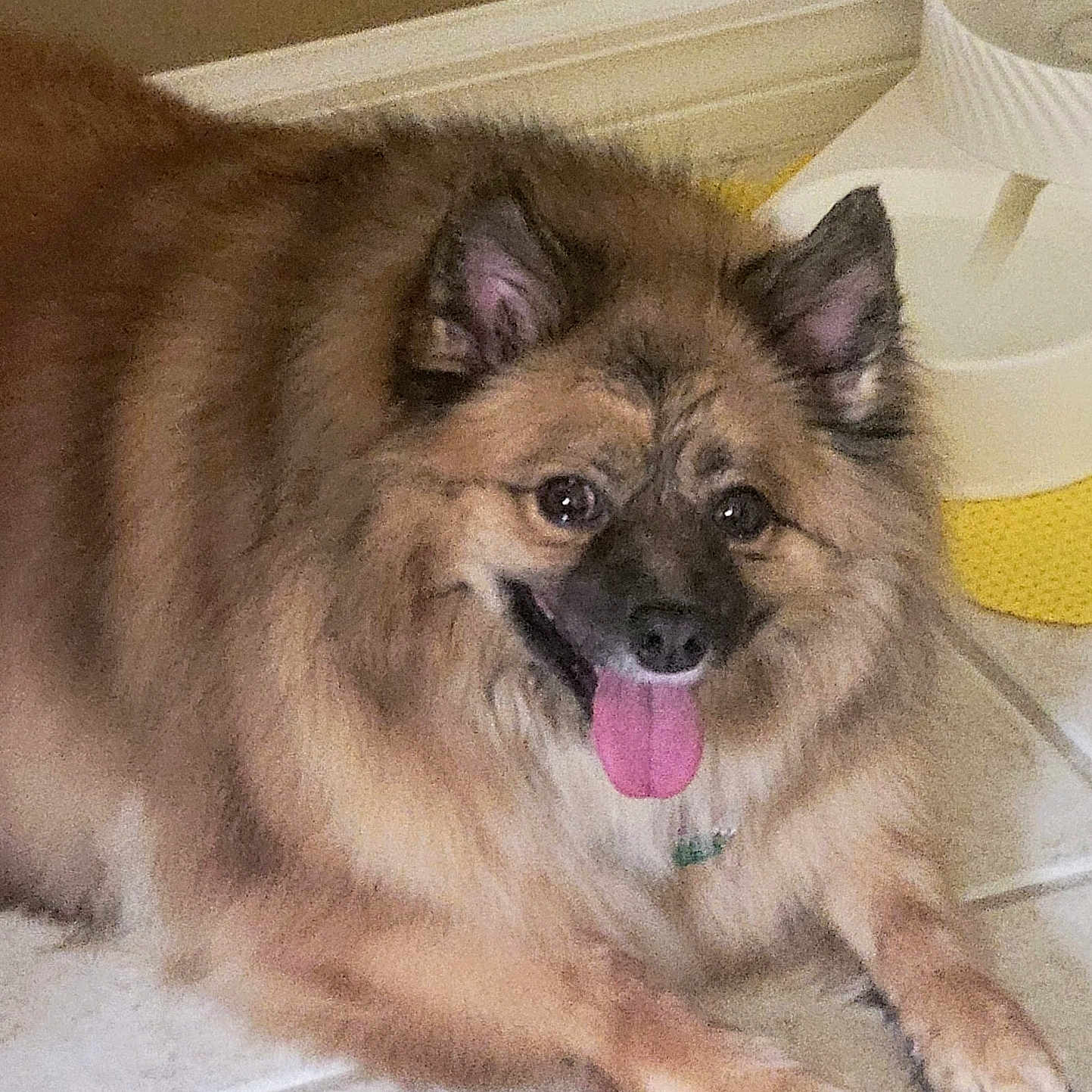 Esmeralda Or Ezzie is registered to the contest to win money with this photo: animal, canine, companion, cute, dog, domestic, ears, friendly, fur, happy, indoor, mammal, mouth, nose, paws, pet, resting, tile_floor, tongue, water_bowl