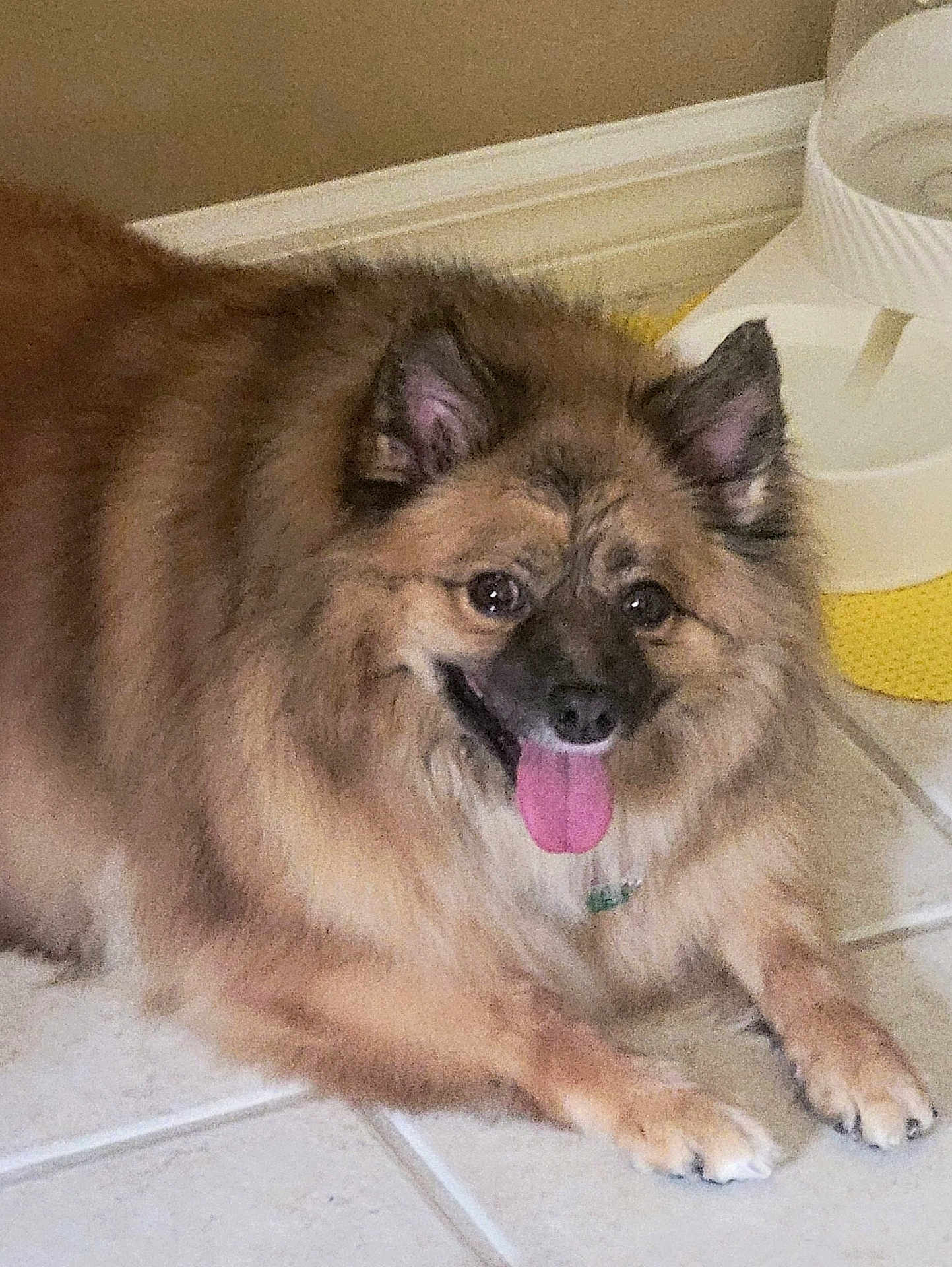 Esmeralda Or Ezzie is registered to the contest to win money with this photo: dog, pet, canine, fur, tongue, happy, indoor, tile_floor, water_bowl, animal, mammal, ears, paws, mouth, nose, resting, cute, companion, domestic, friendly