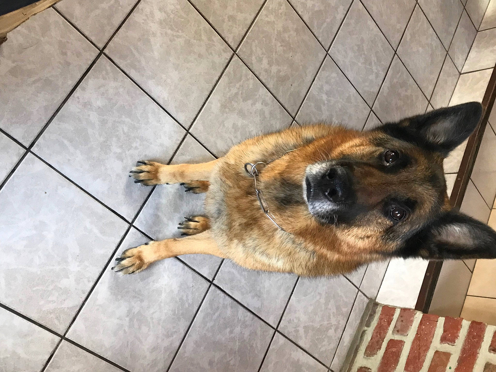 Grabouillon a rejoint le concours — aidez-le/la à gagner de superbes lots ! canidae, carnivore, companion_dog, dog, dog_breed, fawn, flooring, fur, german_shepherd_dog, king_shepherd, line, metal, old_german_shepherd_dog, pet_supply, snout, sporting_group, terrestrial_animal, tile_flooring, whiskers, wood