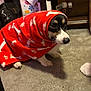 Waylon joined the competition — help win amazing prizes! dog, blanket, red, carpet, indoor, pet, animal, furniture, floor, white, black, brown, cozy, wrapped, paw_print, bone_pattern, cute, small_dog, shy, household