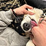 Waylon is registered to the contest to win money with this photo: dog, pet, playing, tongue_out, hand, person, affection, fur, close_up, animal, black_and_white, snout, paw, cuddling, casual_clothing, bracelet, ring, indoor, comfort, happy