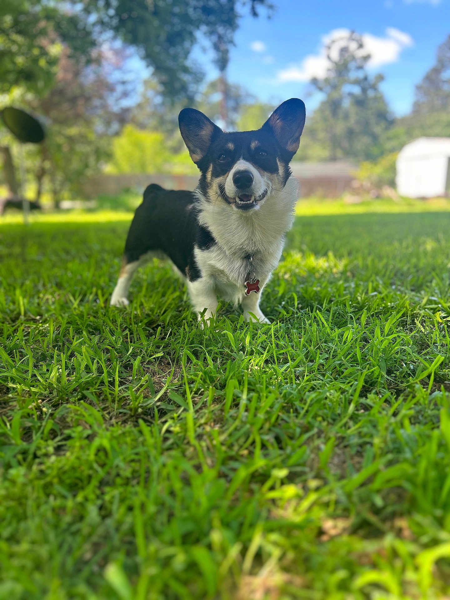Waylon