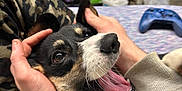Waylon is registered to the contest to win money with this photo: dog, pet, happy, mouth_open, person, hand, camo_pants, sweater, indoor, game_controller, shelf, can, fur, closeup, playing, smiling, animal, domestic_animal, joy, tongue