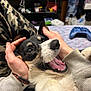 dog, pet, happy, mouth_open, person, hand, camo_pants, sweater, indoor, game_controller, shelf, can, fur, closeup, playing, smiling, animal, domestic_animal, joy, tongue