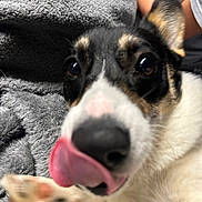 Waylon joined the competition — help win amazing prizes! dog, close_up, tongue_out, pet, animal, playful, black_and_white, paw, nose, fur, blanket, indoor, cozy, cute, face, mammal, companion, domestic_animal, expression, young_dog