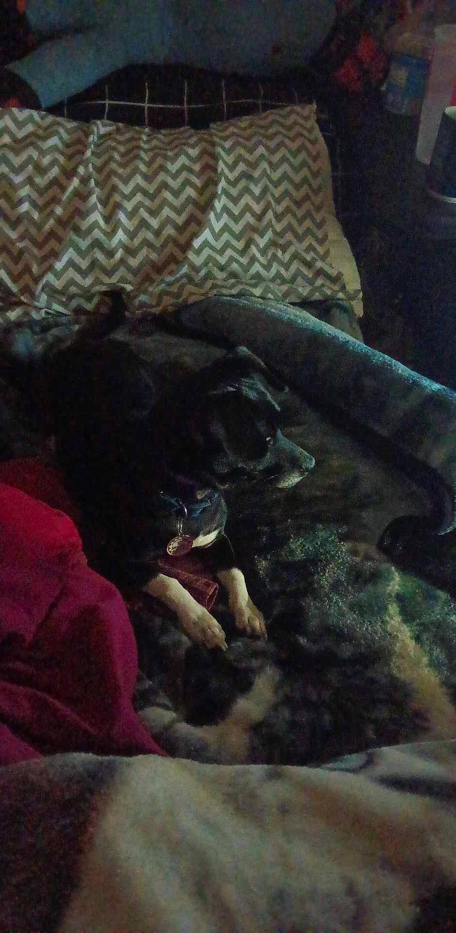 Dj Max joined the competition — help win amazing prizes! canidae, carnivore, cloud, comfort, companion_dog, couch, darkness, dog, dog_breed, felidae, fur, guard_dog, linens, nap, room, small_to_medium_sized_cats, sporting_group, terrestrial_animal, tints_and_shades, toy_dog