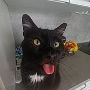 Buzz participe au concours pour gagner de l'argent avec cette photo : animal, bananas, black_cat, cabinet, cat, close_up, countertop, curious, domestic, feline, fruit_basket, funny_expression, indoor, kitchen, pet, tongue, tongue_out, whiskers, white_patch, yellow_eyes