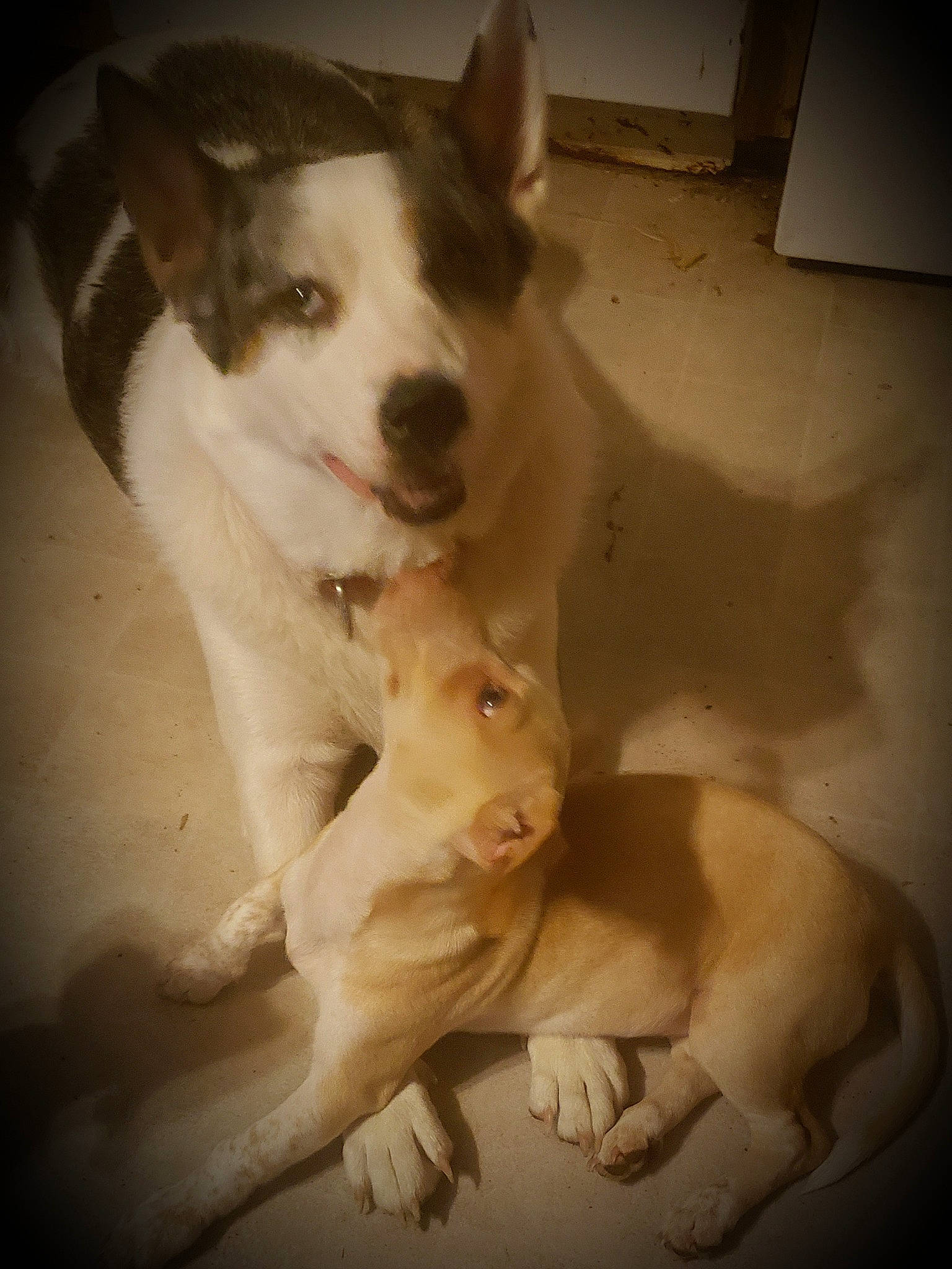 Shelby Coo is registered to the contest to win money with this photo: ancient_dog_breeds, canidae, canis, carnivore, companion_dog, dog, dog_breed, fawn, flooring, fur, non_sporting_group, paw, sporting_group, street_dog, tail, terrestrial_animal, whiskers, working_animal, working_dog