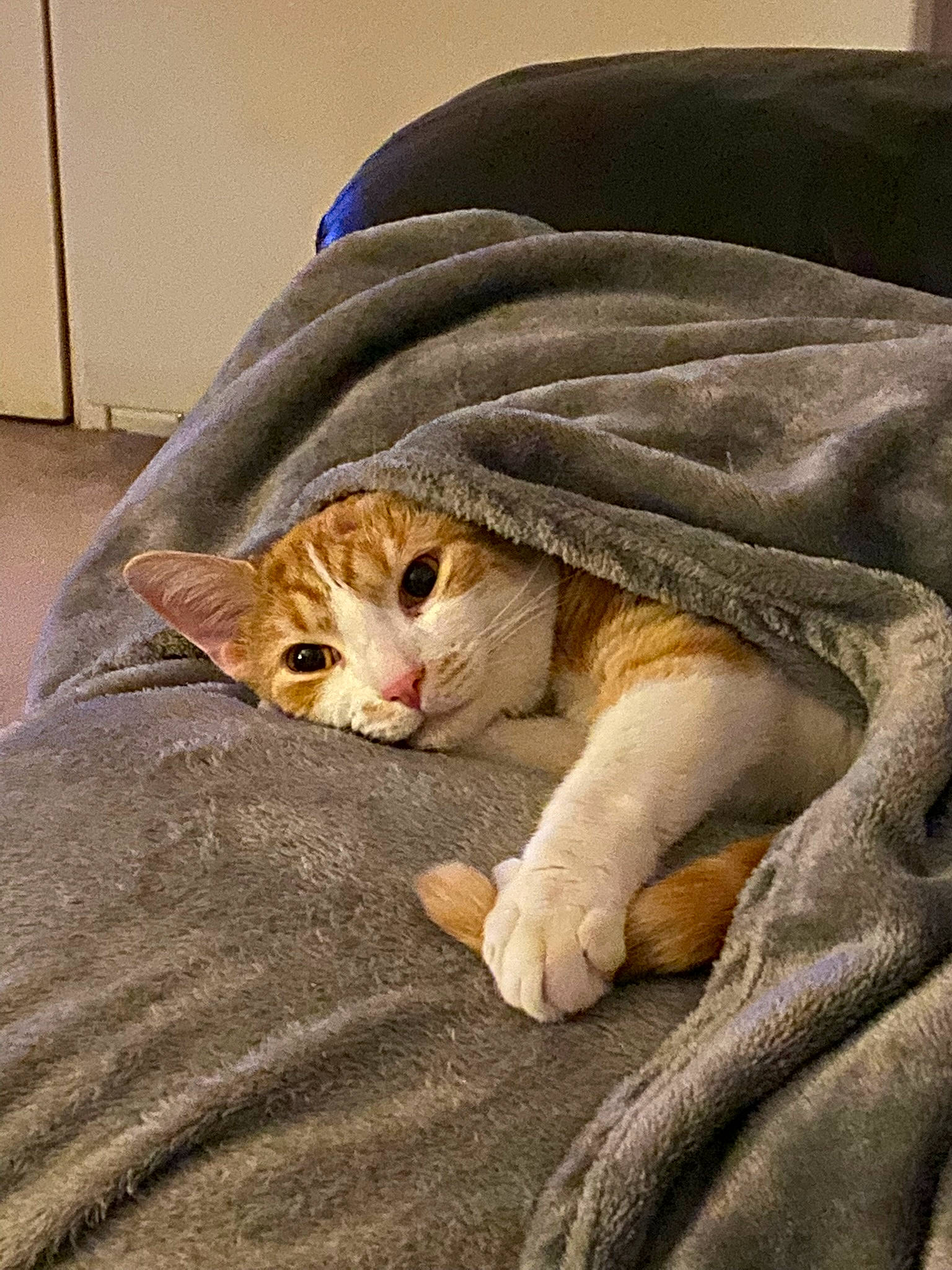 Frosty is registered to the contest to win money with this photo: bedding, blanket, carnivore, cat, claw, comfort, domestic_short_haired_cat, fawn, felidae, fur, linens, nap, paw, sitting, small_to_medium_sized_cats, snout, tail, terrestrial_animal, whiskers, wood