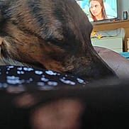 Onyx a rejoint le concours — aidez-le/la à gagner de superbes lots ! background, black, blur, brown, close_up, couch, dog, ear, face, furniture, home, indoor, pattern, relaxing, resting, room, screen, snout, television, woman