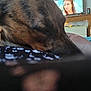 background, black, blur, brown, close_up, couch, dog, ear, face, furniture, home, indoor, pattern, relaxing, resting, room, screen, snout, television, woman