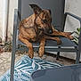Onyx a rejoint le concours — aidez-le/la à gagner de superbes lots ! animal, brindle, chair, dog, domestic_animal, ear, furniture, mesh, outdoor, pavement, paw, pet, plant, relaxed, resting, rug, side_view, snout, table, wall