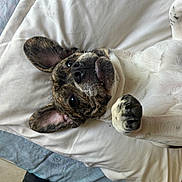 Snopy participe au concours pour gagner de l'argent avec cette photo : dog, puppy, french_bulldog, brindle, pet, cute, lying_down, bed, white_sheet, paw, ears, playful, indoor, animal, mischievous, young, canine, looking_up, resting, fur